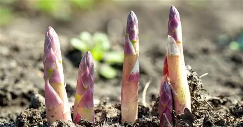 Растения спаржи