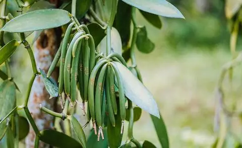 Настоящая ваниль