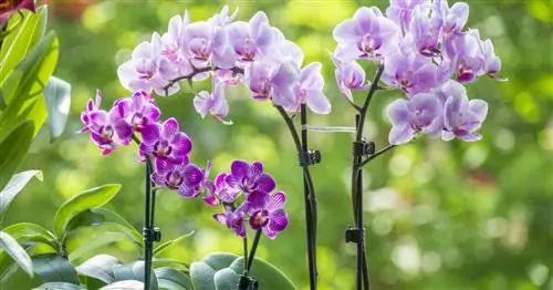 Семейство орхидей