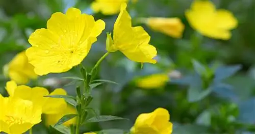 Семейство вечерней примулы