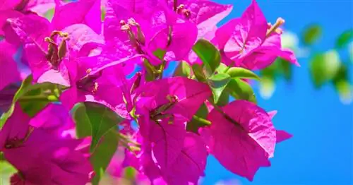 Семья чудесных цветов