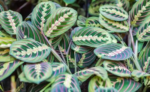 молитвенное растение