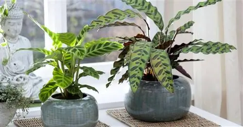 Семья аррорутов