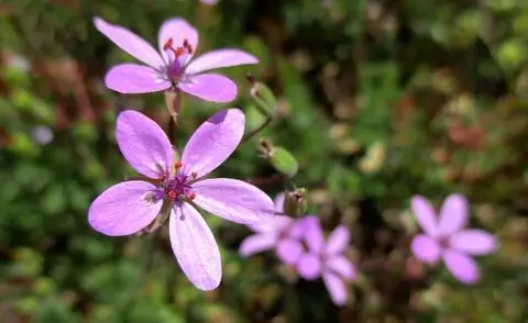 Цветы обыкновенной цапли