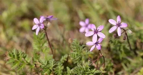 Клюв обыкновенной цапли