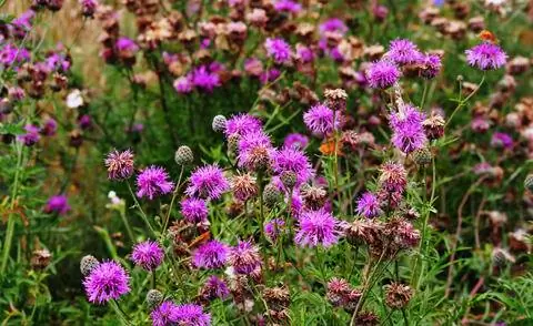 Василек скабиозный