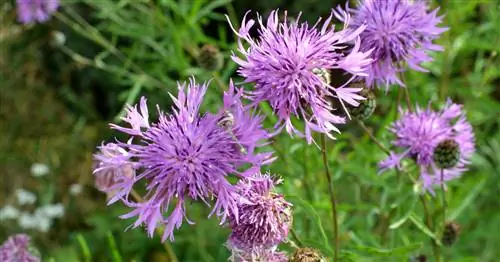 Василек скабиозный