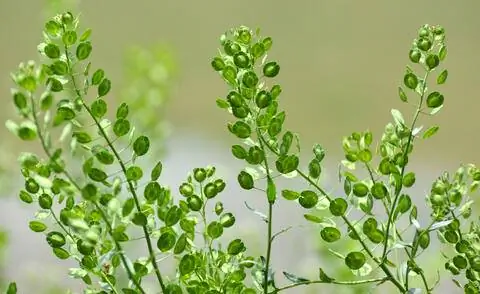 Плоды геллеркраут полевой