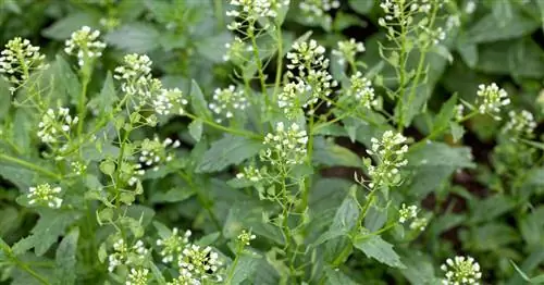 Морозник полевой