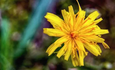 Цвет осеннего одуванчика