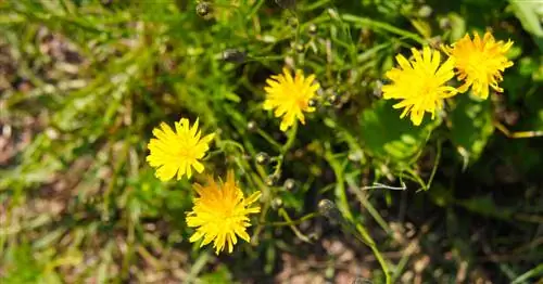 Осенние одуванчики