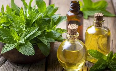 полевая мята и мятное масло