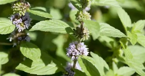 Полевой монетный двор