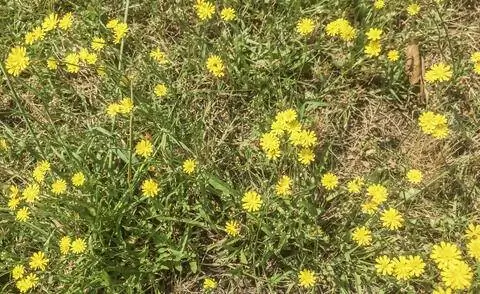 Пиппау с маленькой головой