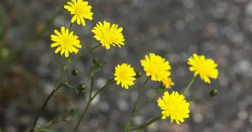 Пиппау с маленькой головой