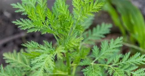 Полынь однолетняя