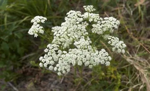 Цветки собачьей петрушки