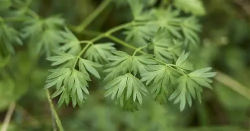 Собачья петрушка