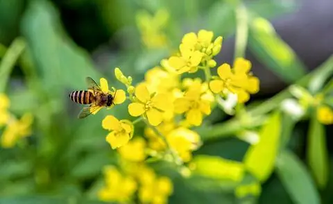 Пчела на Чарлоке