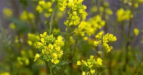 Полевая горчица