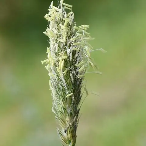 Луговой цветок лисохвоста