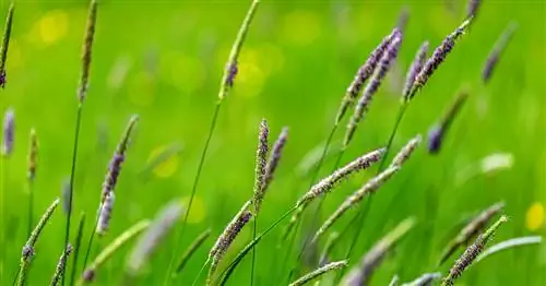 Лисохвост луговой