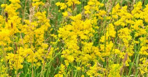 Настоящая подмаренка