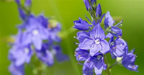 Настоящая вероника