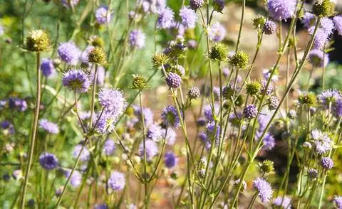 Скабиоз на лугу