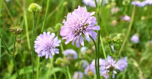 Полевая чесотка