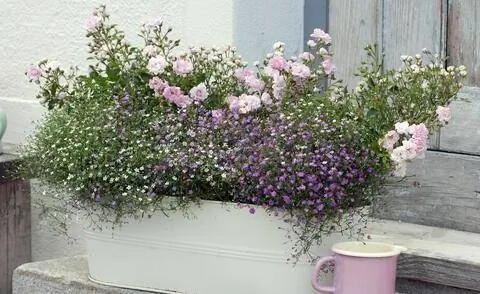 Кашпо с настенной гипсофилой и мелкокустарниковой розой