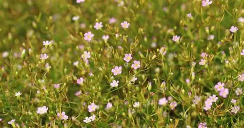 Настенная гипсофила