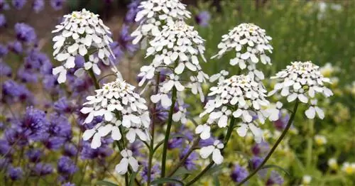 Горький леденец