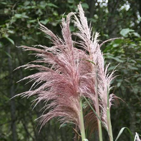 Цветы розовой пампасной травы