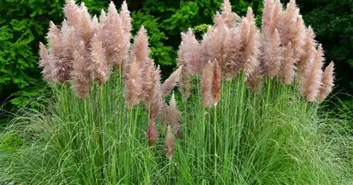 Розовая пампасная трава