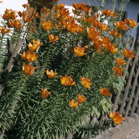 Оранжевые лилии посажены группами