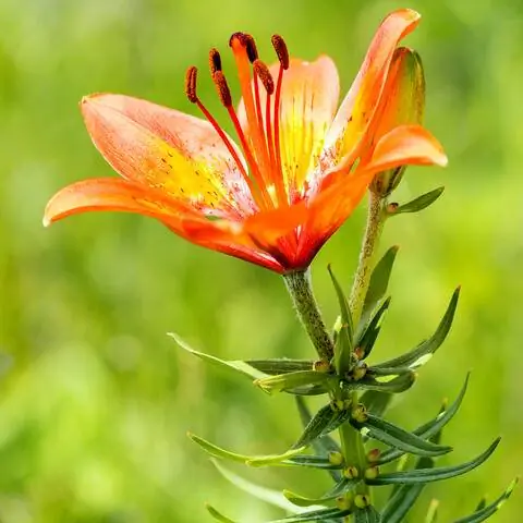 Цветок огненной лилии