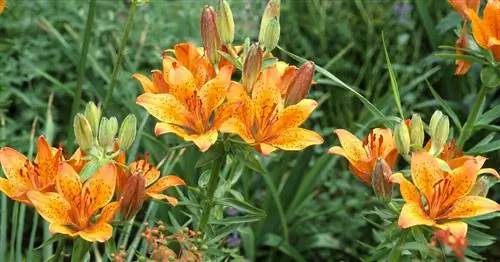 Оранжевая лилия