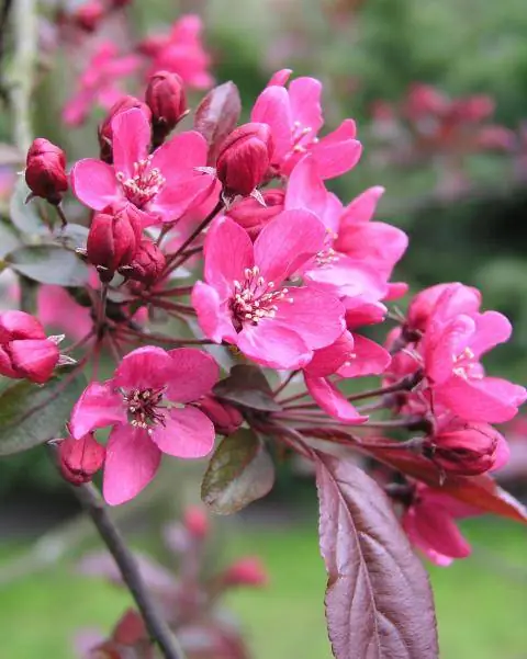 декоративная яблоня