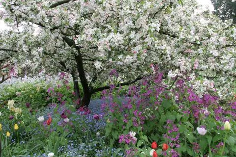 декоративная яблоня