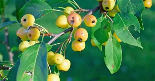 Декоративное яблоко