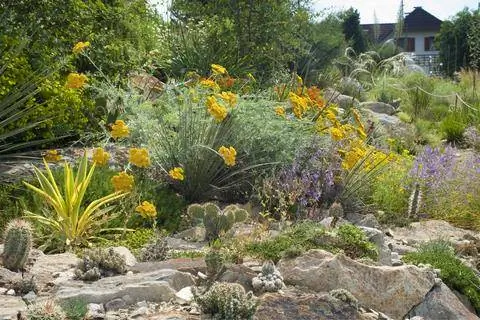 Многолетники в альпинарии