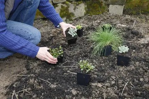 Посадить многолетники на грядку