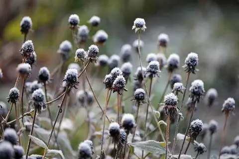 семенные головки