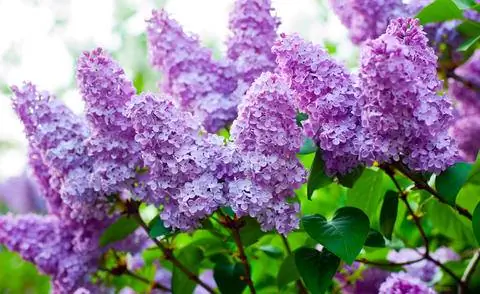 цветущая сирень