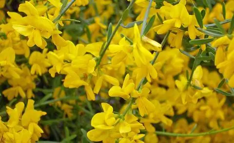 цветущий ракитник (гениста)