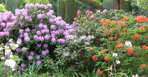 Декоративные кустарники