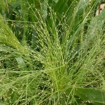 Просо просо (Panicum virgatum 'Fontaine') Просо просо (Panicum virgatum 'Fontaine')