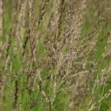 Голубая вересковая трава (Molinia caerulea 'Moorhexe') Голубая вересковая трава (Molinia caerulea 'Moorhexe')
