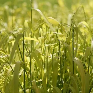 Золотое просо (Milium Effusum 'Aureum') Золотое просо (Milium Effusum 'Aureum')